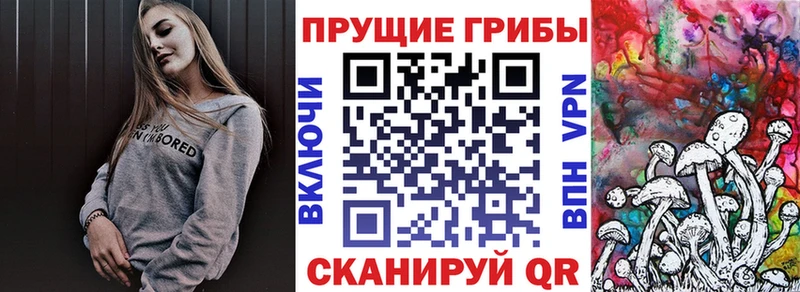 цены   Зеленоградск  Псилоцибиновые грибы GOLDEN TEACHER 